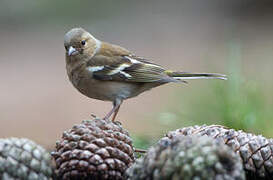 Common Chaffinch