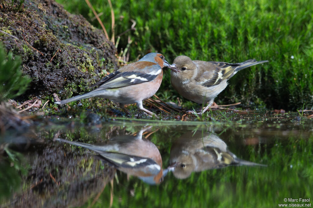 Eurasian Chaffinch, Reproduction-nesting