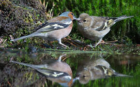 Eurasian Chaffinch