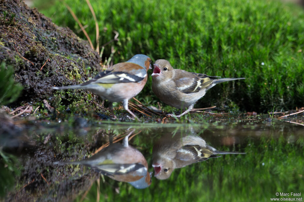 Common Chaffinch