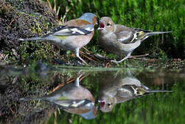 Common Chaffinch