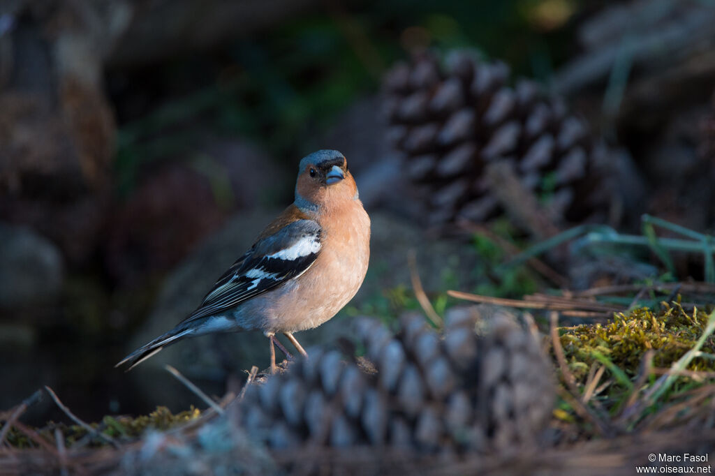 Pinson des arbres mâle adulte nuptial, identification