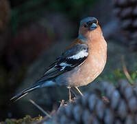 Eurasian Chaffinch