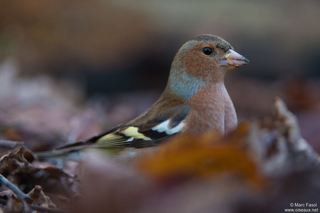 Eurasian Chaffinch male adult, identification, eats