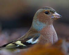 Common Chaffinch