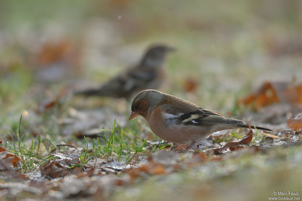 Common Chaffinch male, feeding habits