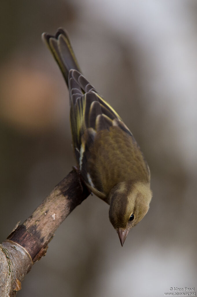 Pinson des arbres femelle adulte, identification