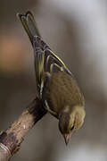 Eurasian Chaffinch