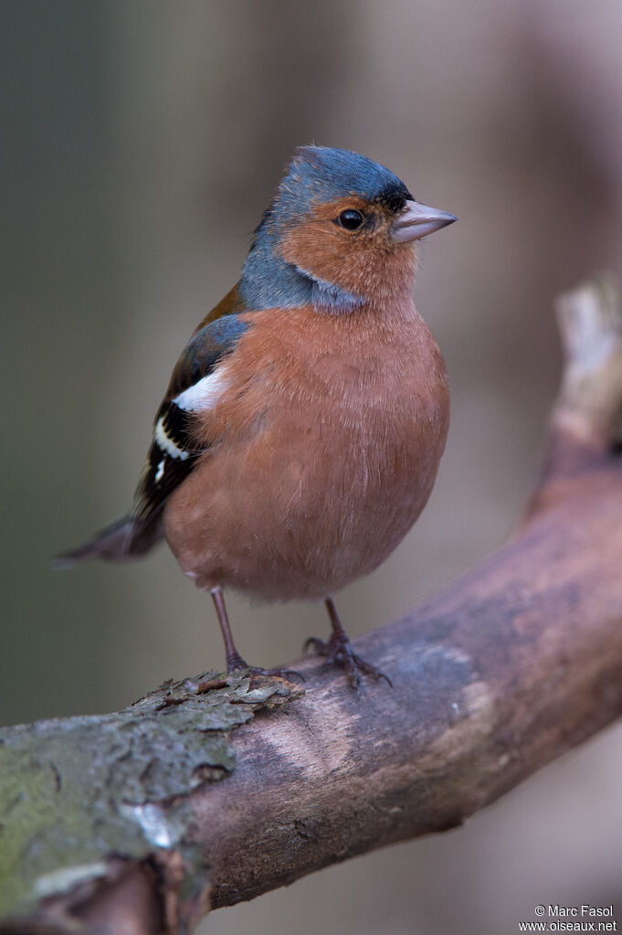 Common Chaffinch