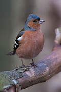 Eurasian Chaffinch