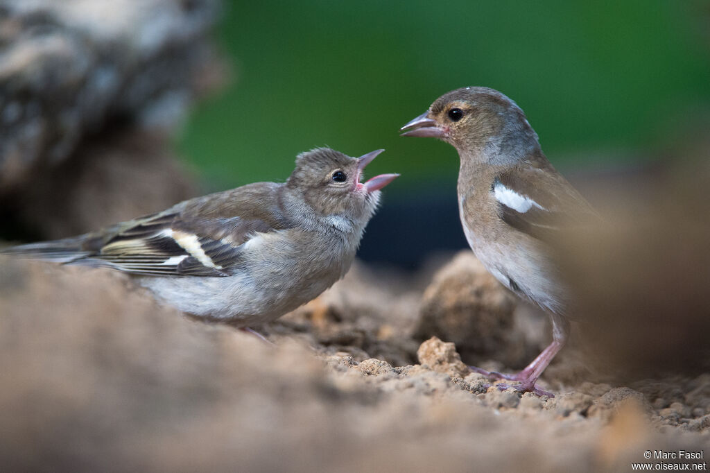 Common Chaffinchjuvenile, Reproduction-nesting