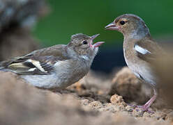 Eurasian Chaffinch