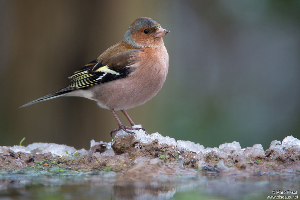 Eurasian Chaffinch male adult, identification