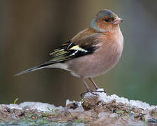 Eurasian Chaffinch