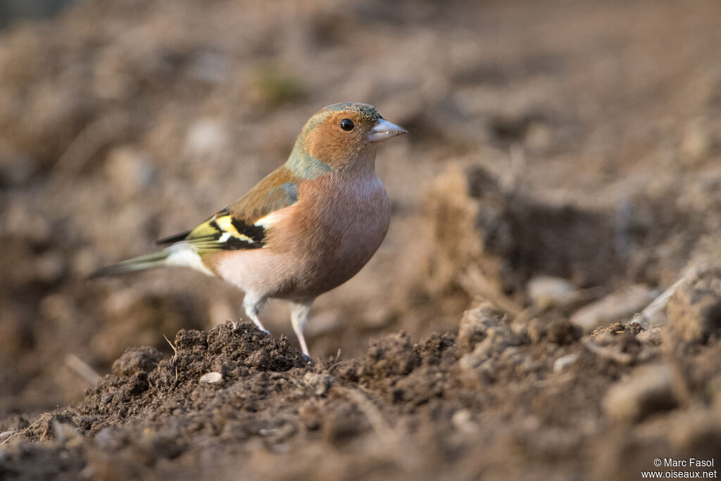 Eurasian Chaffinch male adult, identification