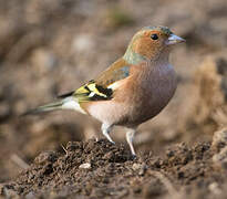 Eurasian Chaffinch