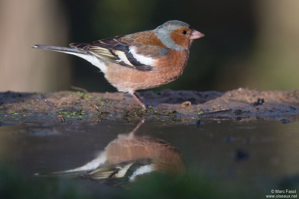 Common Chaffinch male adult breeding, identification