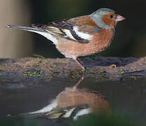 Eurasian Chaffinch