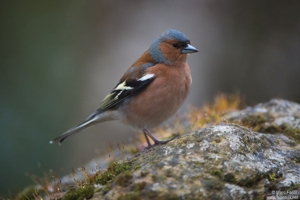 Common Chaffinch male adult breeding, identification