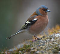 Common Chaffinch