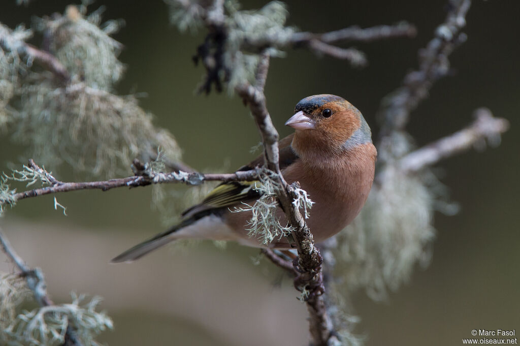 Pinson des arbres mâle adulte, identification