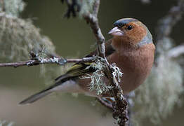 Common Chaffinch