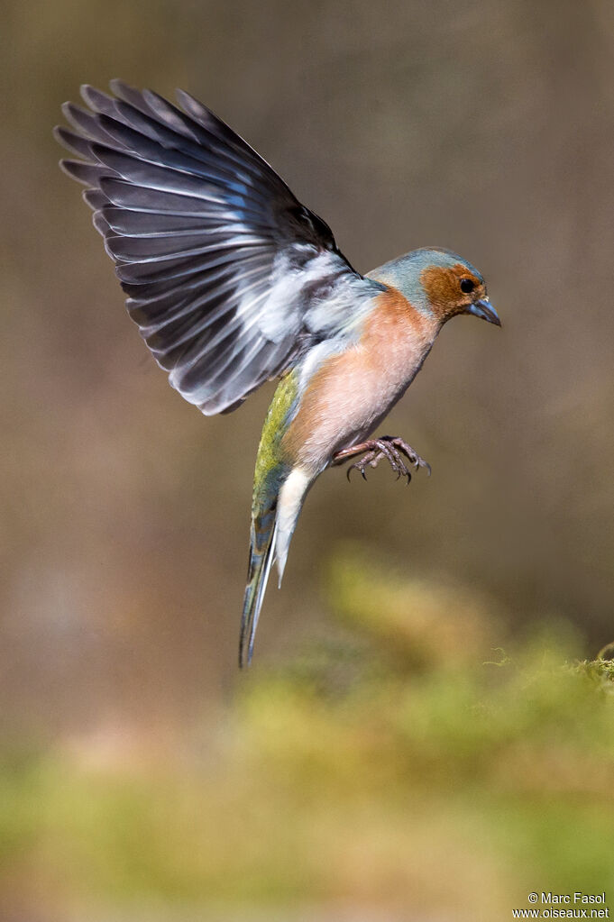 Common Chaffinch male adult, Flight