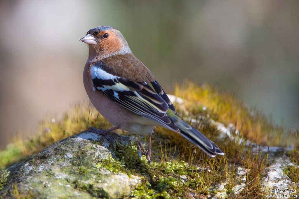 Common Chaffinch male adult, identification