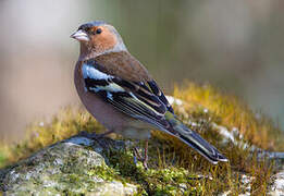 Eurasian Chaffinch