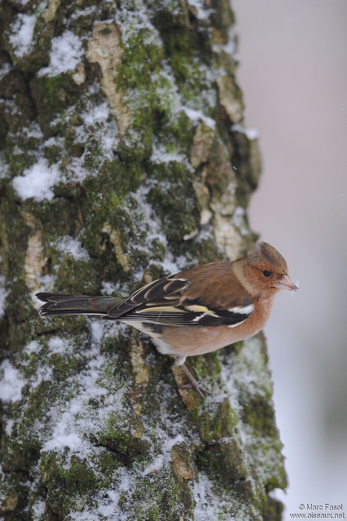 Eurasian Chaffinch male adult post breeding, identification