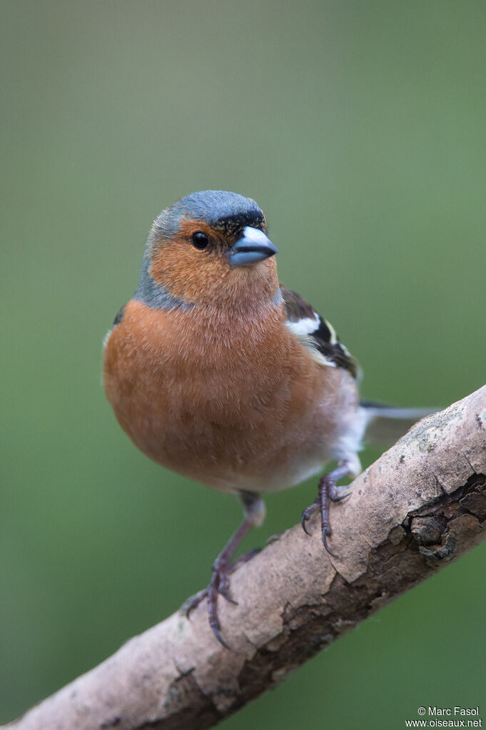 Common Chaffinch male adult breeding, identification