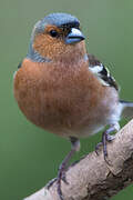 Common Chaffinch