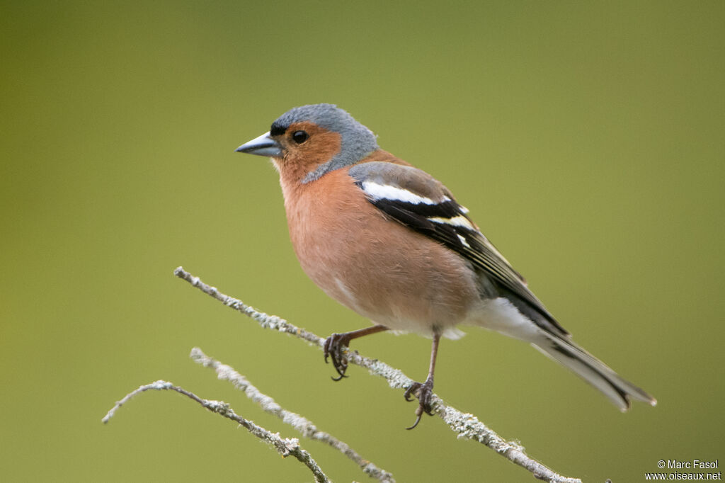 Eurasian Chaffinch male adult breeding, identification