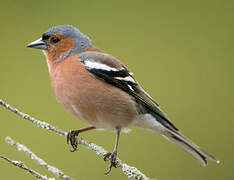 Common Chaffinch