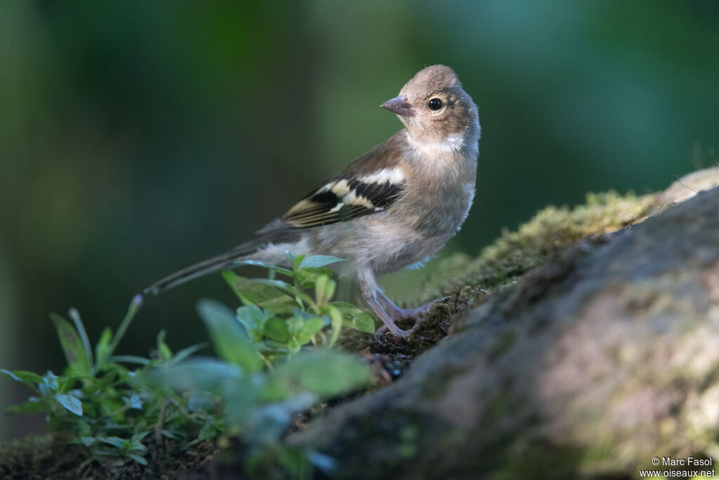 Pinson des arbres femelle adulte, identification