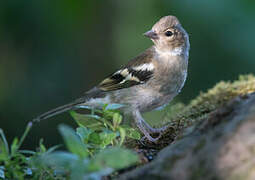 Common Chaffinch