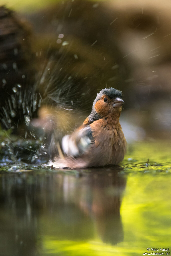 Eurasian Chaffinch male adult, care