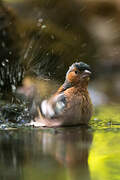 Eurasian Chaffinch