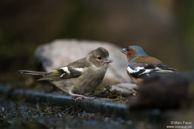 Common Chaffinch, Reproduction-nesting