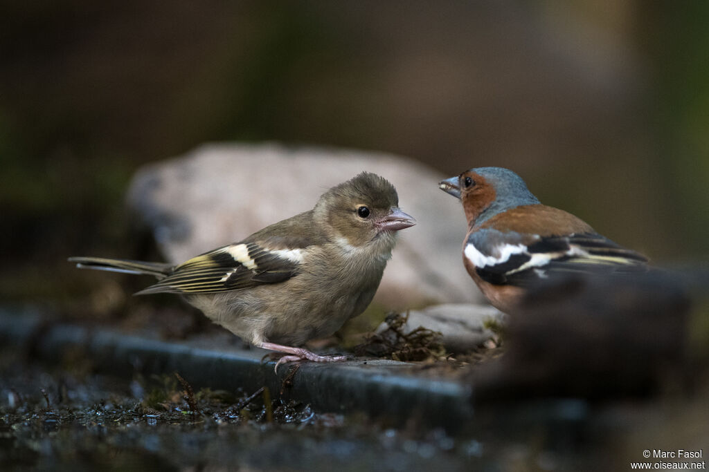 Eurasian Chaffinch, Reproduction-nesting