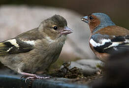 Common Chaffinch