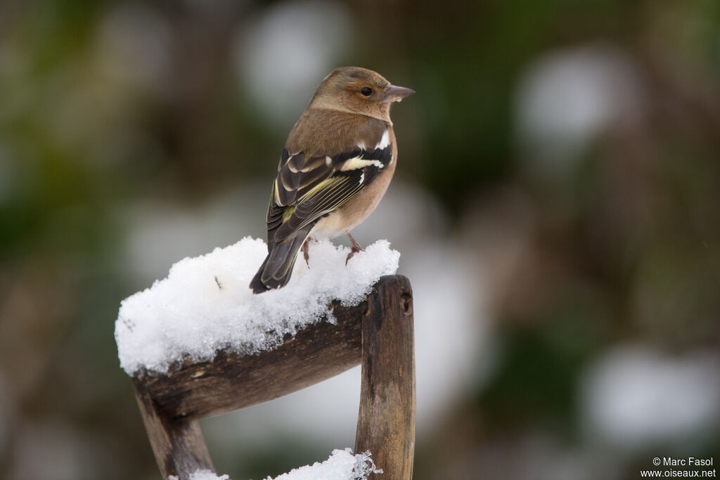 Eurasian Chaffinch male adult, identification