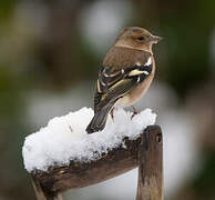 Common Chaffinch