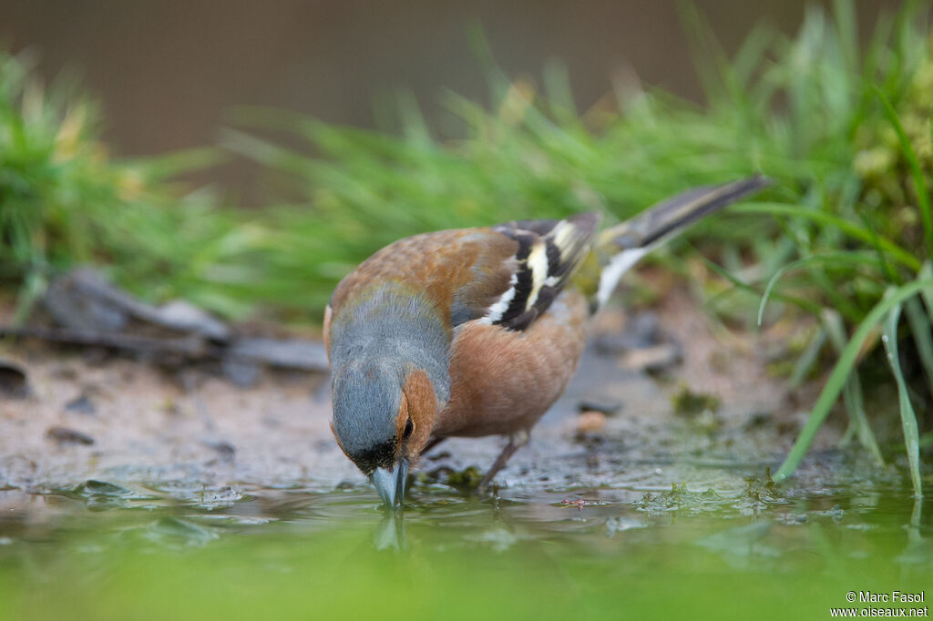 Eurasian Chaffinch male adult breeding, identification, drinks