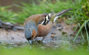 Eurasian Chaffinch