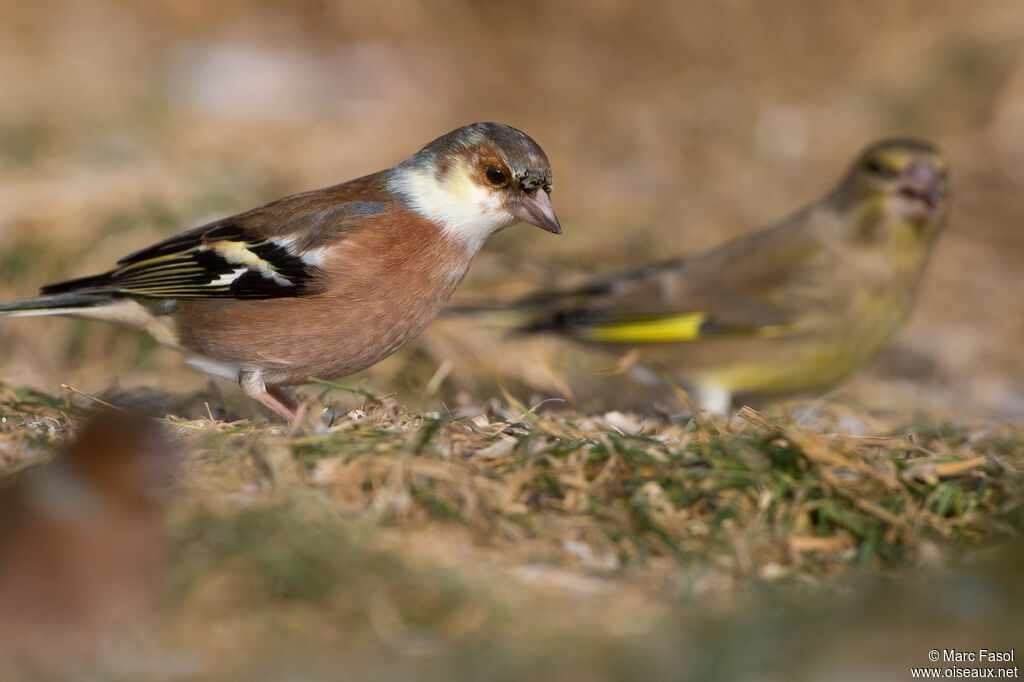 Eurasian Chaffinch male, pigmentation, eats