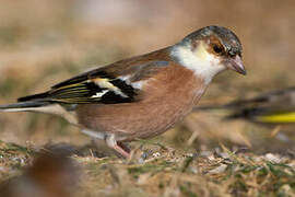 Eurasian Chaffinch