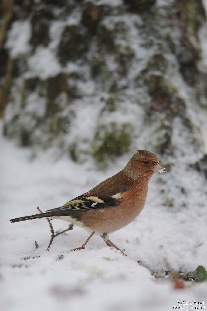 Common Chaffinch male adult post breeding