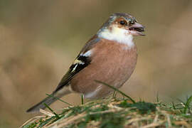 Eurasian Chaffinch