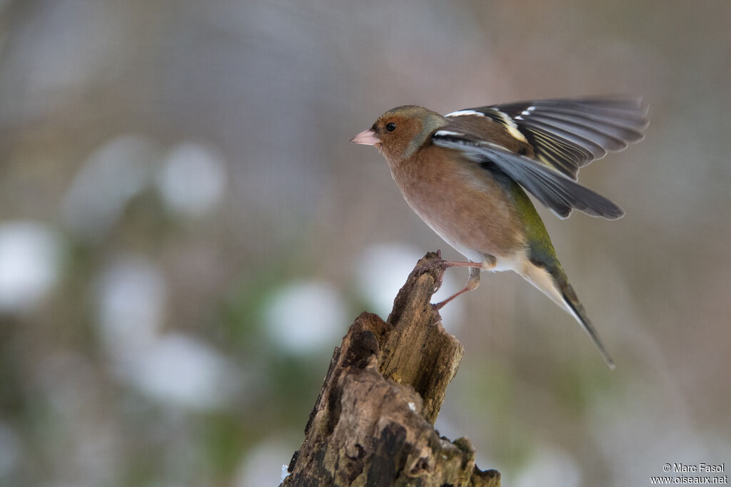 Eurasian Chaffinch male adult post breeding, Flight